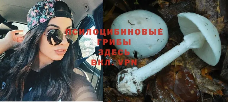 Псилоцибиновые грибы Cubensis  Семилуки 